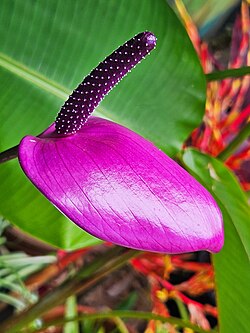 Pink Anthurium amnicola Flower Seeds for Planting – Heirloom Non-GMO High Germination Organic Garden Seeds