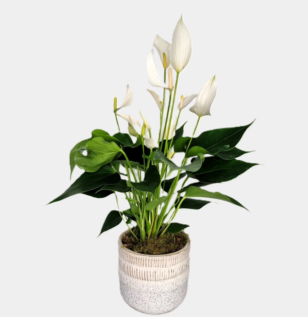 Anthurium Andraeanu White Flower Seeds for Planting 100 pcs