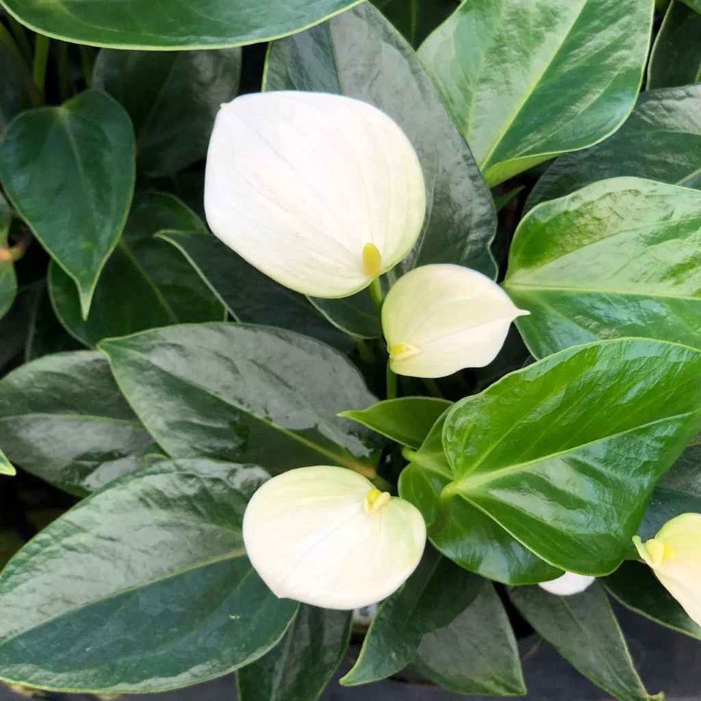 Hvide Anthurium blomsterfrø til plantning - 100 stk