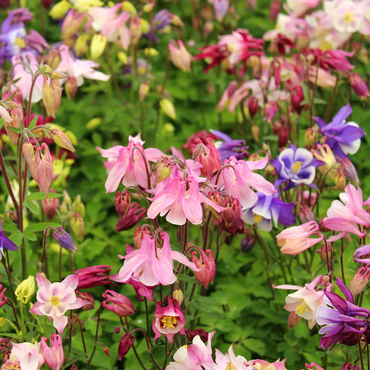 Columbine Biedermeier Flower Seeds for Planting – 100 pcs | Heirloom Non-GMO Organic Garden Blooms