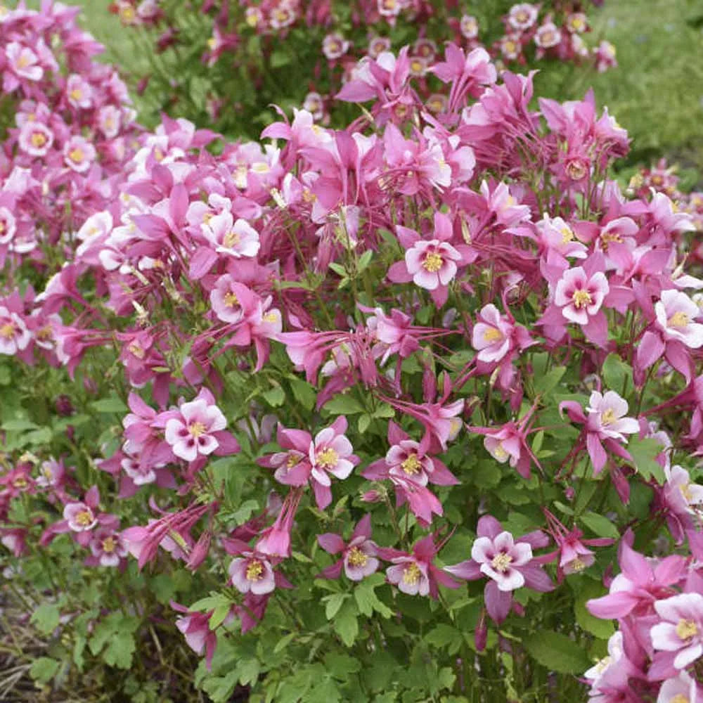 Aquilegia Flower Seeds 100 p for Planting 100 pcs