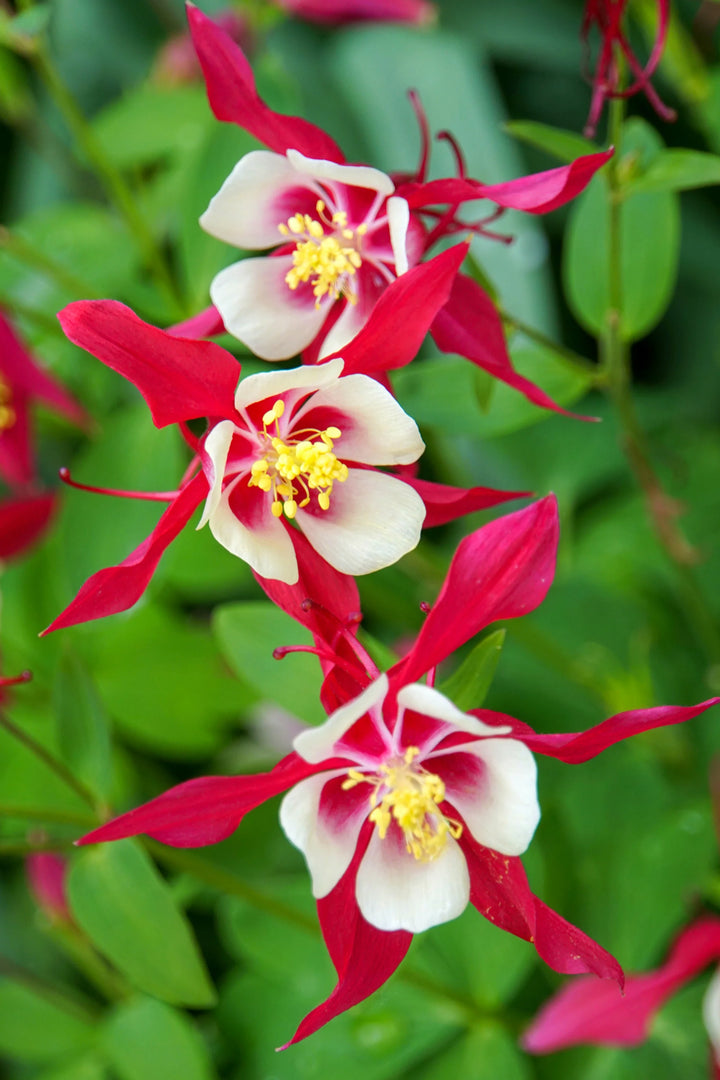 Friske Aquilegia blomsterfrø til udplantning, Mørkelyserød Hvid 100 stk