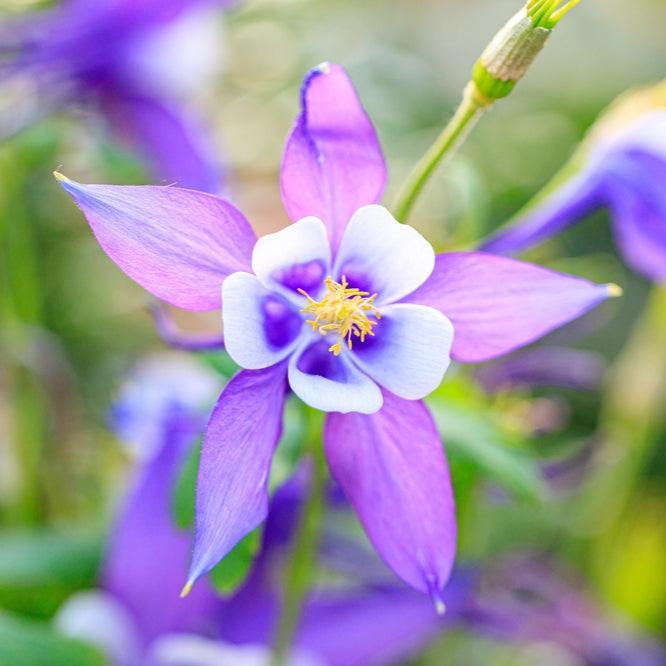 Tongariro Hardy Flower Seeds for Planting - NON GMO Seeds