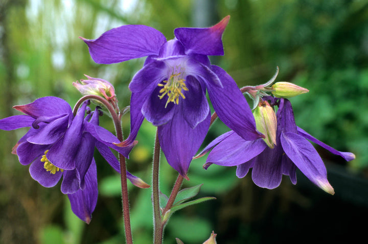 Aquilegia blomsterfrø til udplantning - Lilla 100 stk