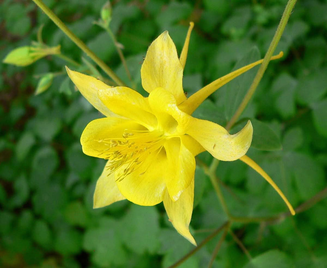 golden heirloom flower seeds