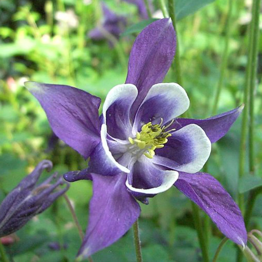 blue rare flower seeds