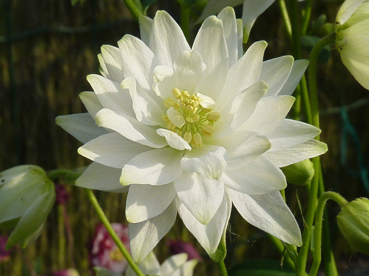 Heirloom Non-GMO Clementine Flower Seeds for Planting – Bright Ornamental Garden Blooms