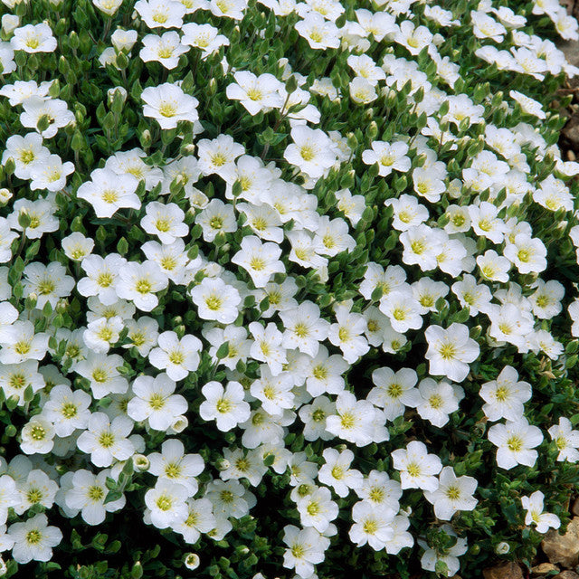 Arenaria Flower Seeds for Planting, Heirloom, Non-GMO, 100 pcs