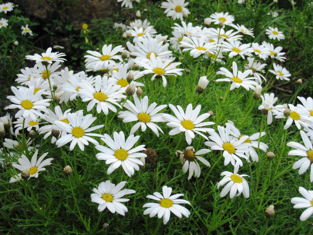 Gul Hvid Argyranthemum Blomsterfrø til udplantning, 100 stk