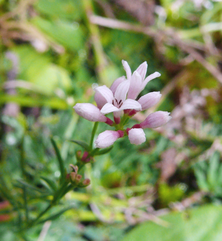 Heirloom Non-GMO Pink Woodruff Flower Seeds for Planting – Fragrant Shade-Loving Garden Blooms