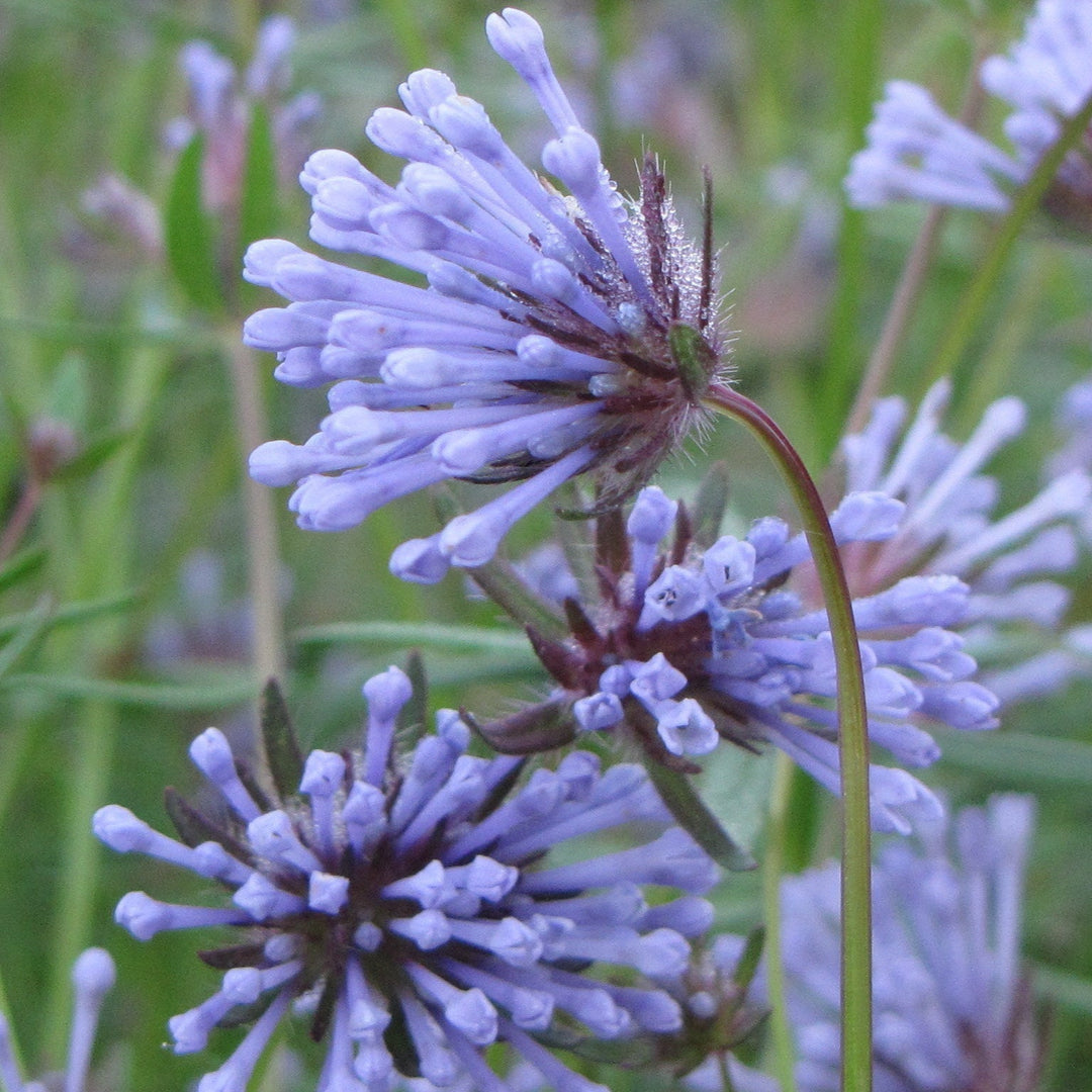 blue organic flower seeds