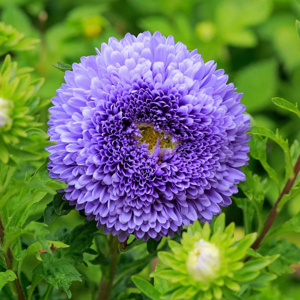 Kina Aster Blomsterfrø til Plantning Blå Hvid 100 stk