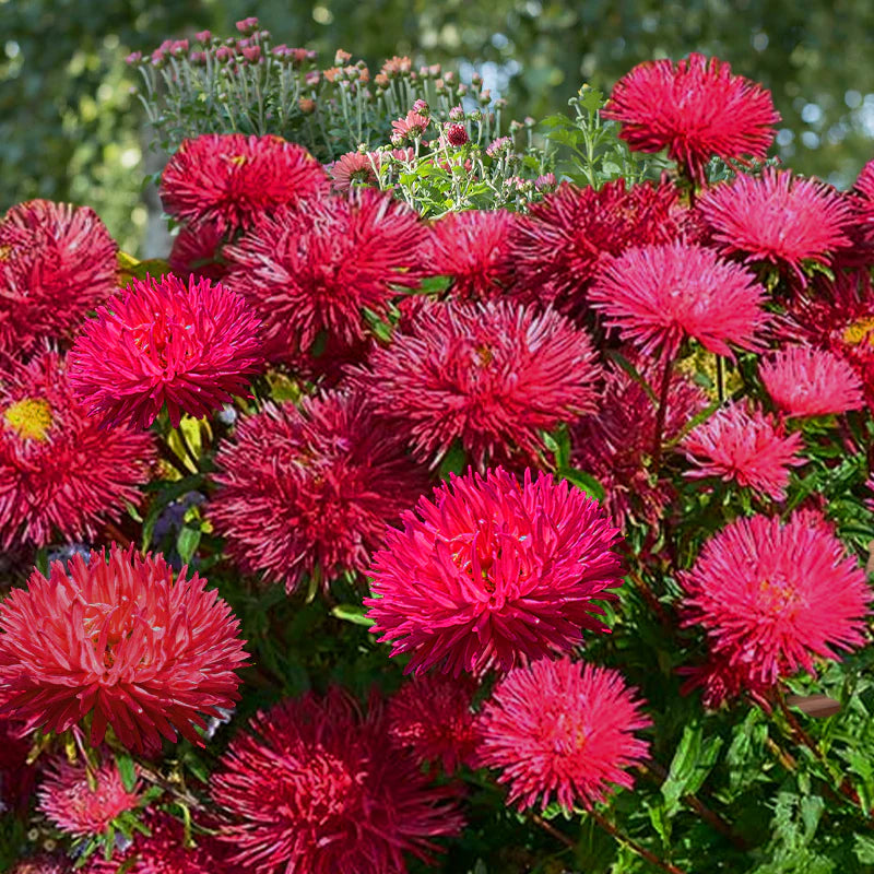 Aster Flower Seeds for Planting Red 100 pcs