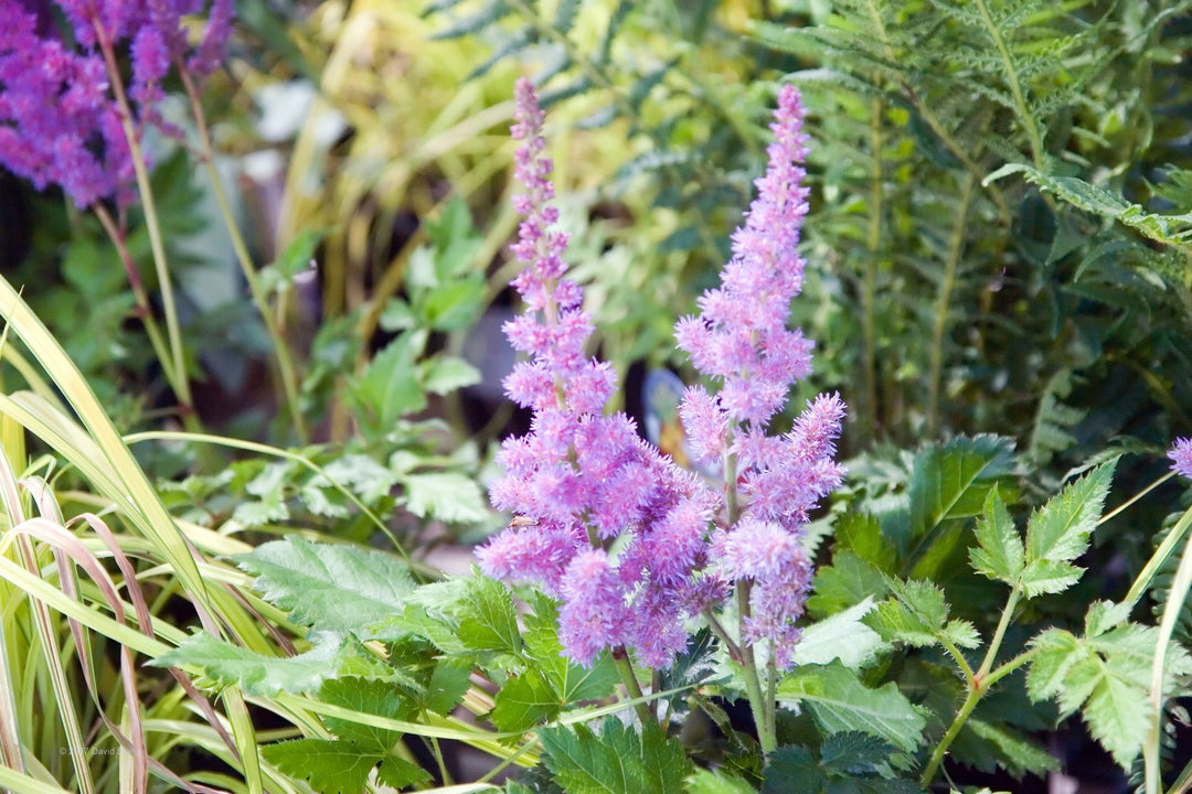 Astilbe Pumila Flower Seeds for Planting - 100 pcs