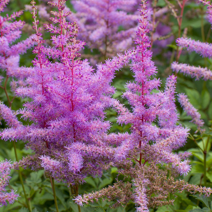 Purple Astilbe Flower Seeds – Heirloom Non-GMO for Garden Planting