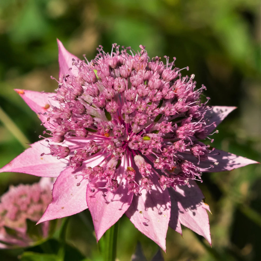 Astrantia Pincushion Flower Seeds for Planting - 100 pcs