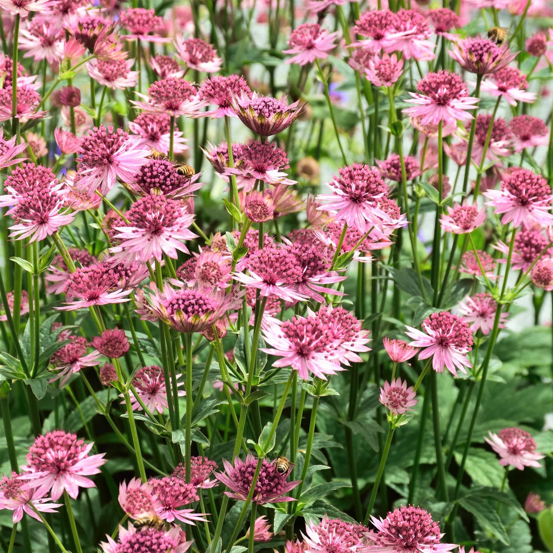 Astrantia Pincushion Flower Seeds for Planting - 100 pcs