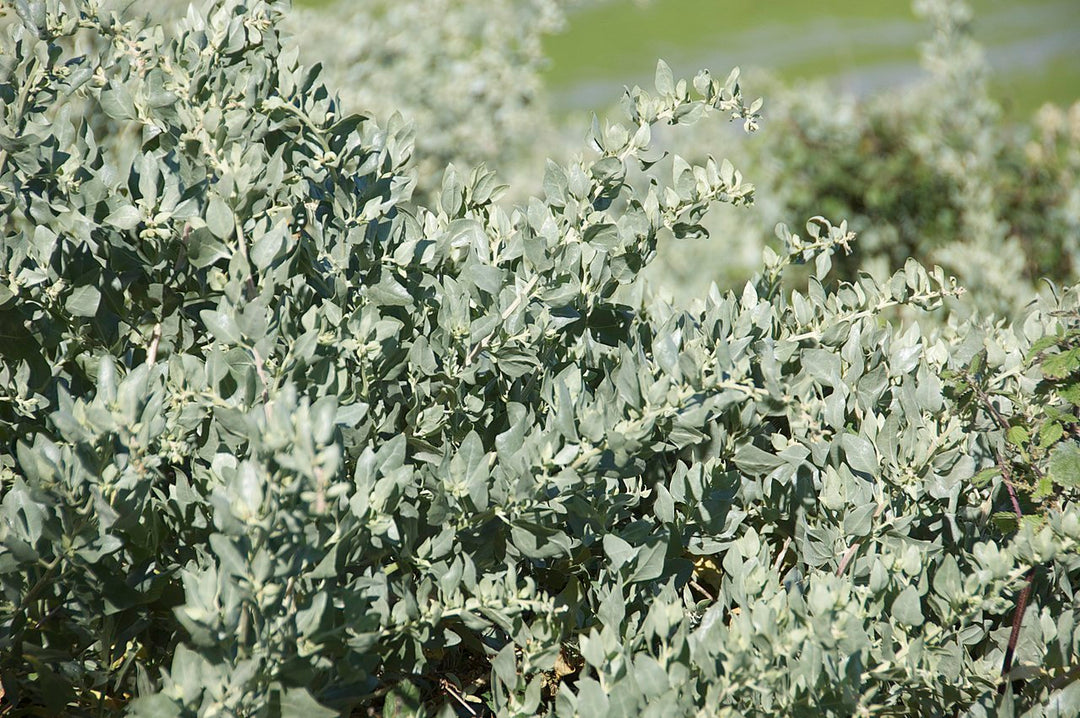 Heirloom Saltbush Plant Seeds for Planting – Non-GMO, Organic Garden Seeds with High Germination