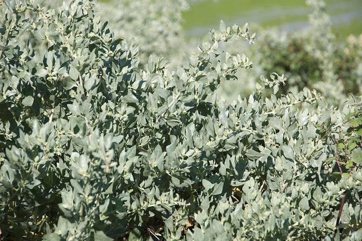 Heirloom Saltbush Plant Seeds for Planting – Non-GMO, Organic Garden Seeds with High Germination