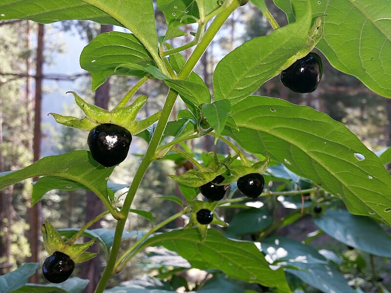 Black Belladonna Plant Seeds for Planting, 100 pcs