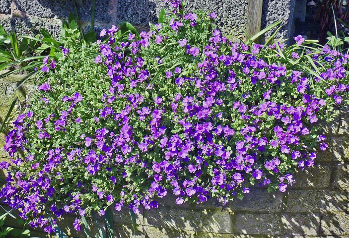 Aubrieta Blomsterfrø til Plantning Mørkeblå 100 stk