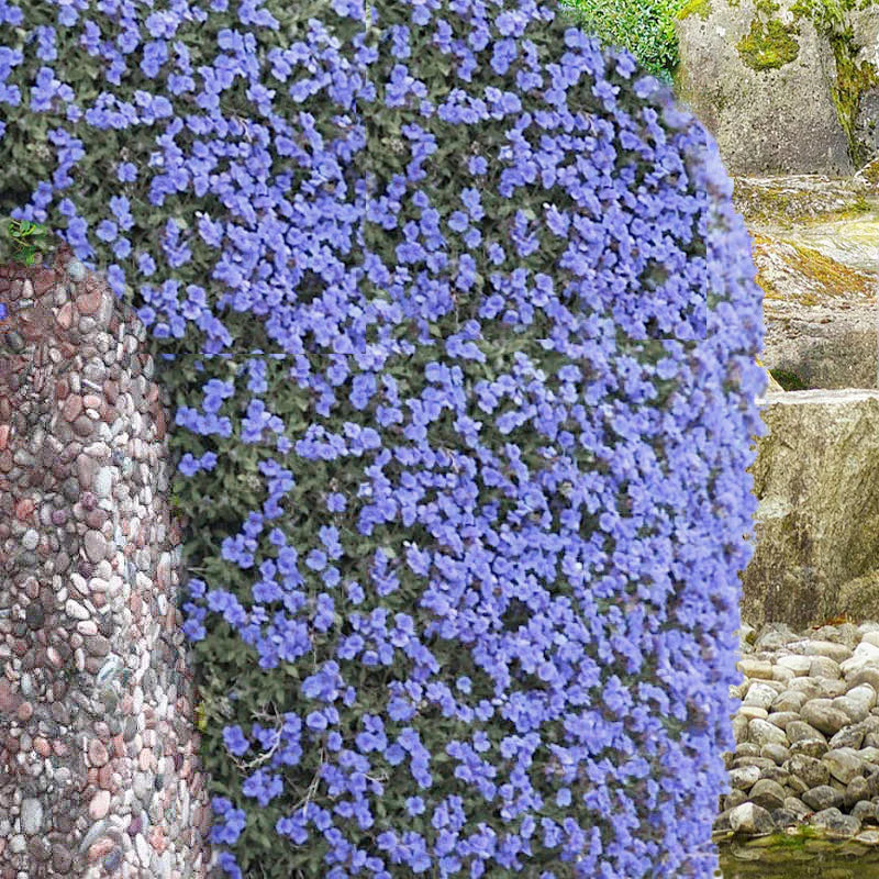 Rock Cress Flower Seeds for Planting - Pale Blue 100 pcs