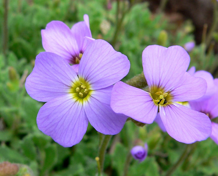 Violet Rock Cress Plant Seeds for Planting - 100 pcs