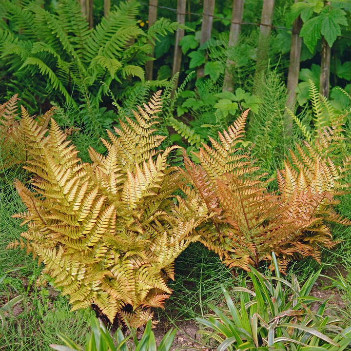 Fern Yellow Plant Seeds for Planting 100 pcs