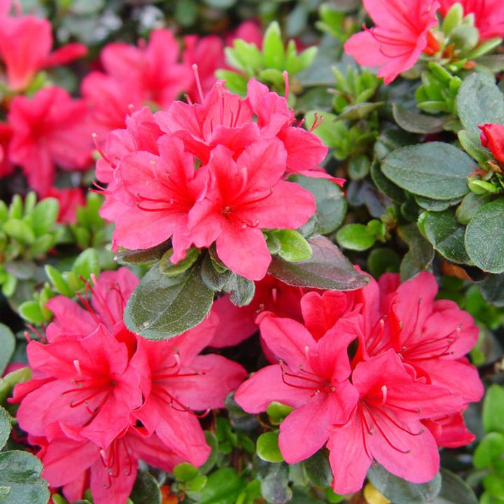 Hino Crimson Azalea Flower Seeds for Planting – Heirloom, Non-GMO, High Germination Organic Garden Seeds
