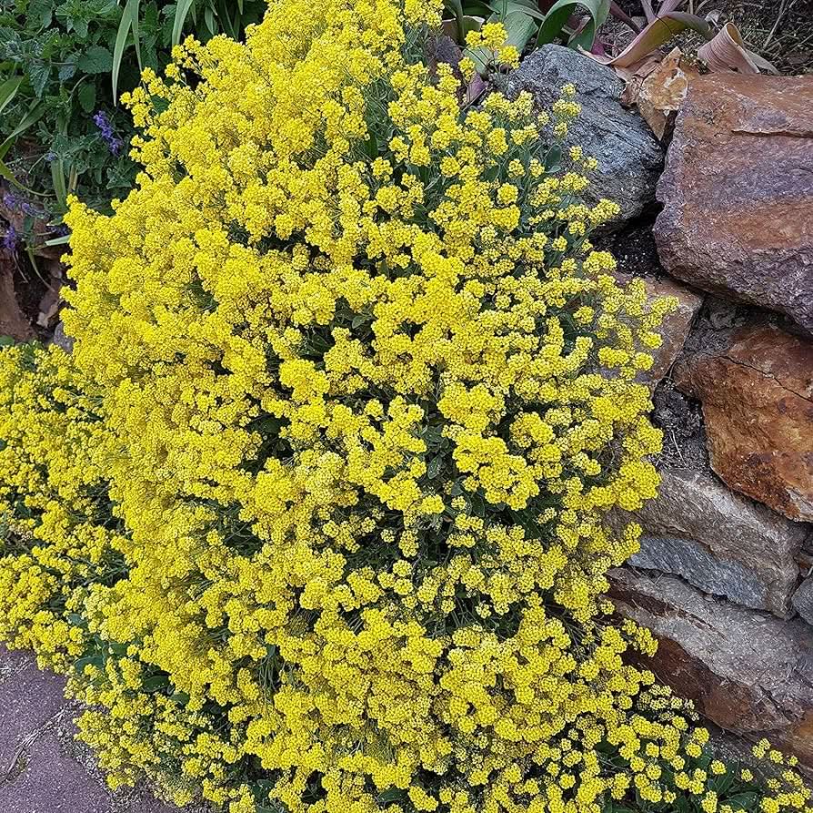 alyssum schnell flower seeds