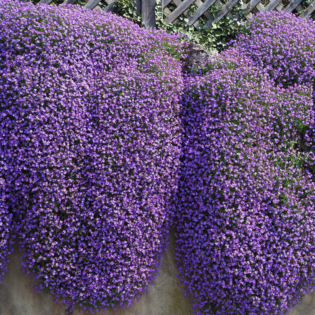 purple aubrieta flower seeds