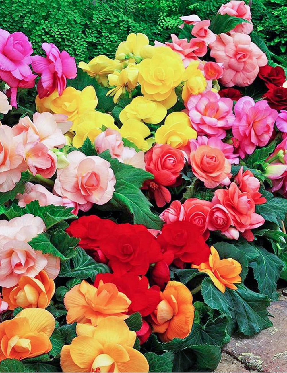 Heirloom Non-GMO Rieger Begonia Flower Seeds for Planting – Vibrant Shade-Loving Garden Blooms