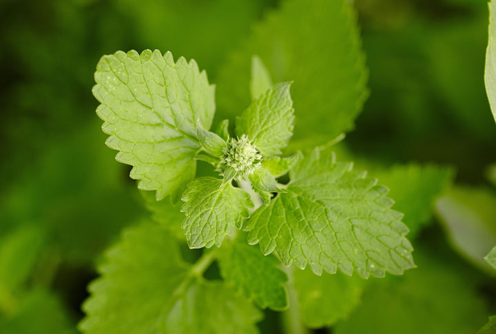 Green Catnip Plant Seeds for Planting-Pet-Friendly and Aromatic Gardens