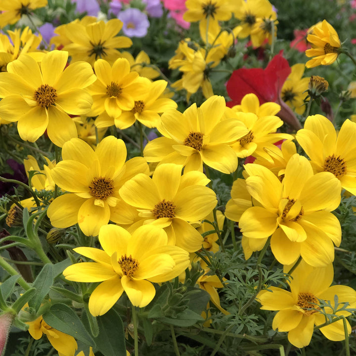 Bidens blomsterfrø til plantning, arvestykke, ikke-GMO, 100 stk.