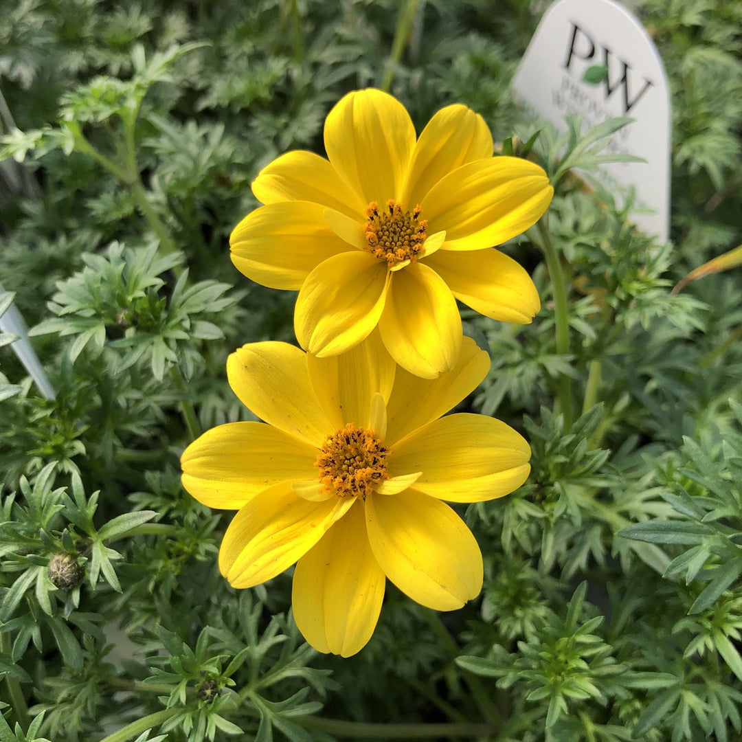 Bidens blomsterfrø til plantning, arvestykke, ikke-GMO, 100 stk.