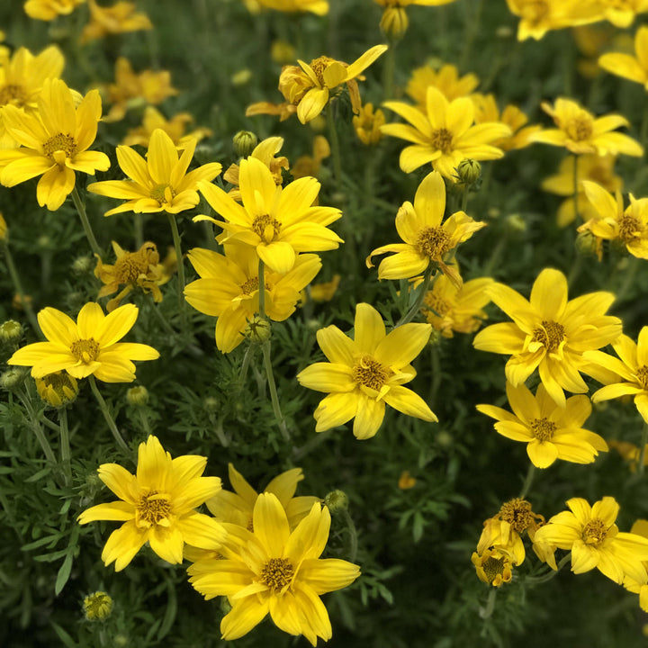 Bidens blomsterfrø til plantning, arvestykke, ikke-GMO, 100 stk.