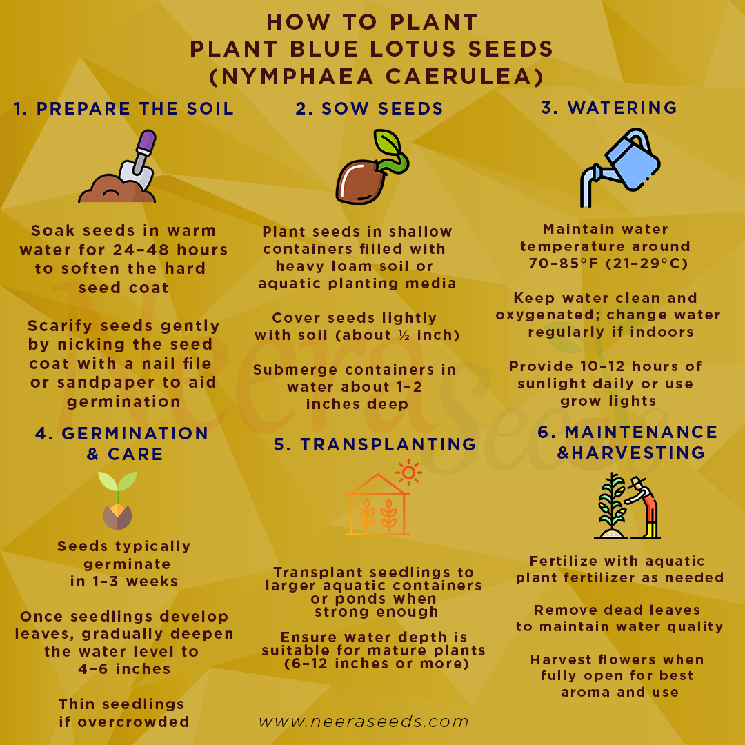 lotus seed plant care Buy Blue Lotus Seeds – Heirloom, Non-GMO Water Garden Seeds for Pond Planting – Neeraseeds
