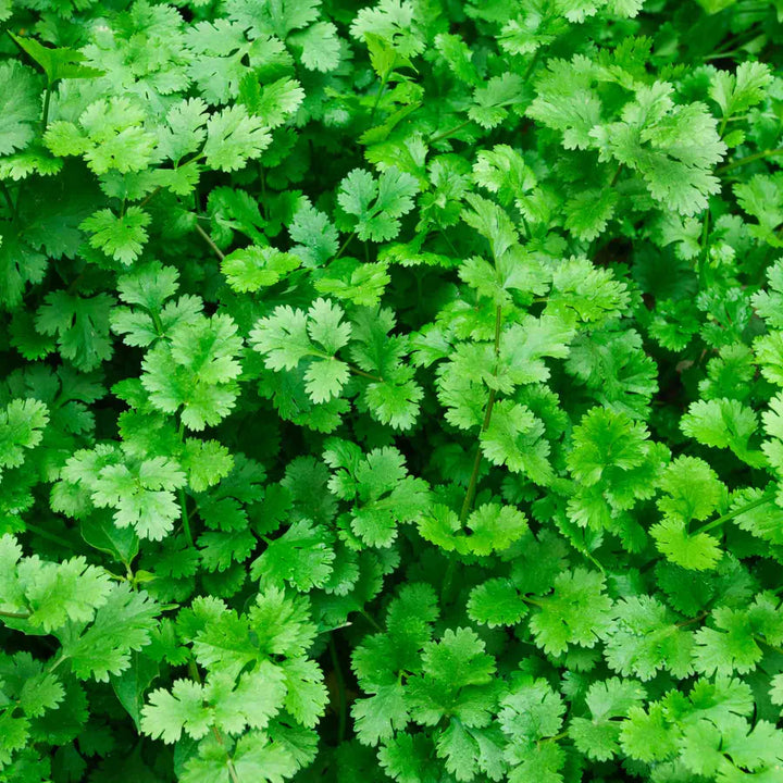 Green Cilantro Coriander Plant Seeds for Culinary Herb Gardens