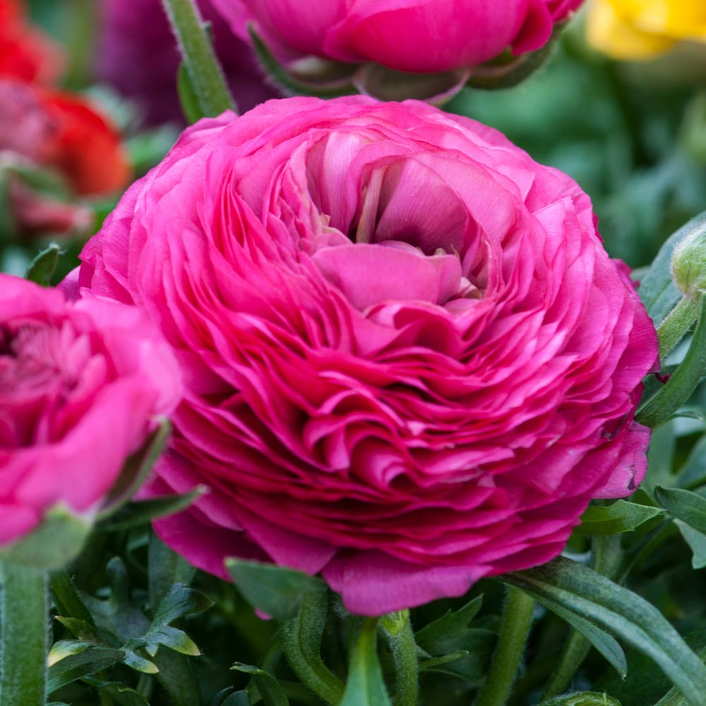 Baby Pink Ranunculus Blomsterfrø til udplantning, 100 stk