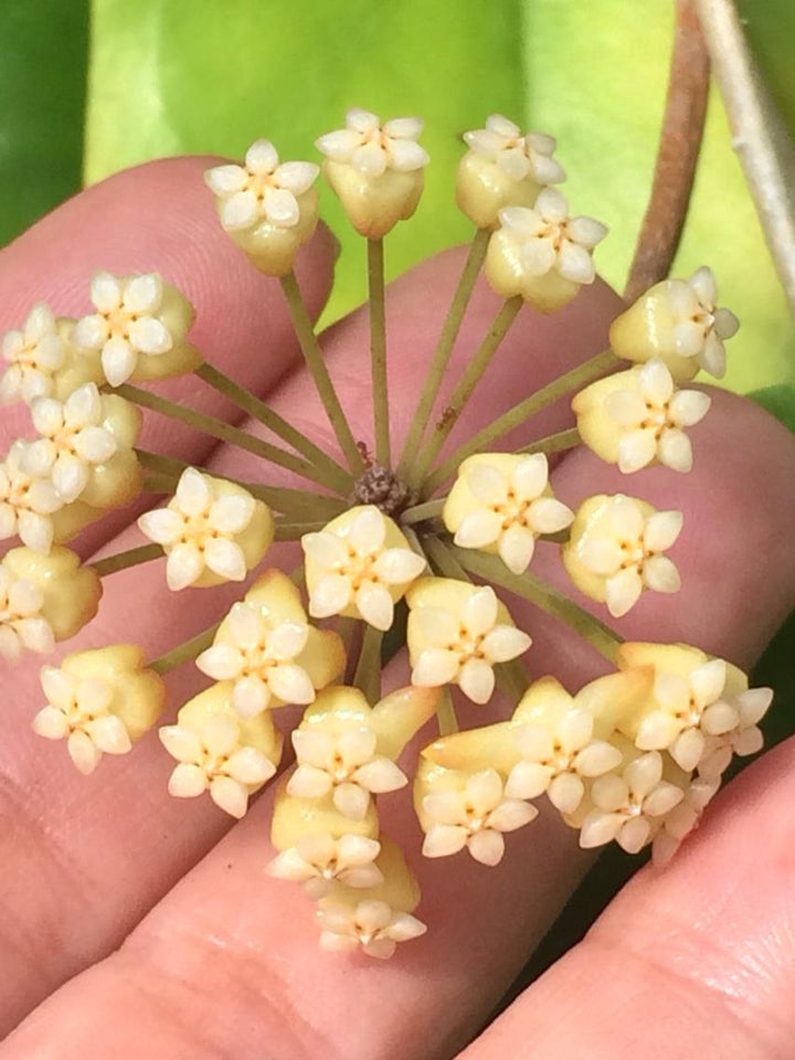 Light Yellow Hoya Flower Seeds for Planting 100 pcs