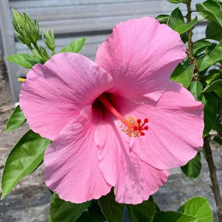 Baby Pink Hibiscus Blomsterfrø - 100 stk