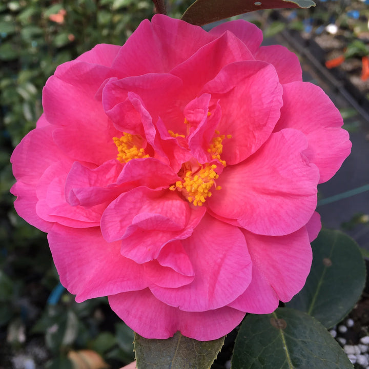 Friske Camellia Blomsterfrø til udplantning, Pink 100 stk