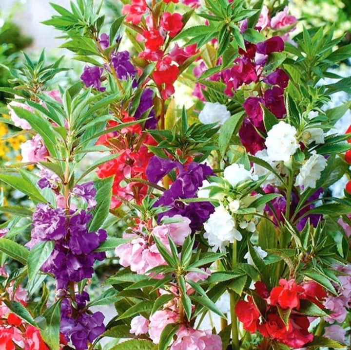 Heirloom Non-GMO Mixed Balsam Flower Seeds – Bright, Colorful Blooms for Garden Planting