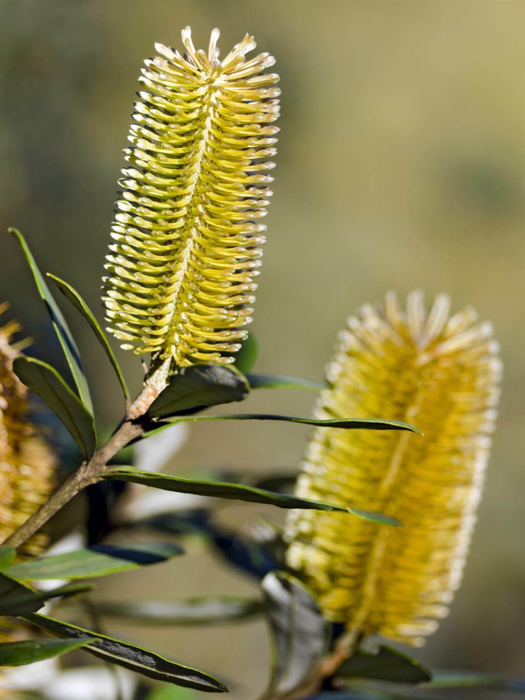 Yellow Banksia Plant Seeds for Planting, 100 pcs