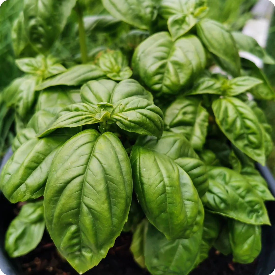 Italian Basil Herb Seeds for Planting