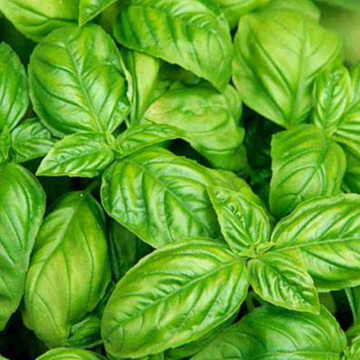 Italian Basil Herb Seeds for Planting