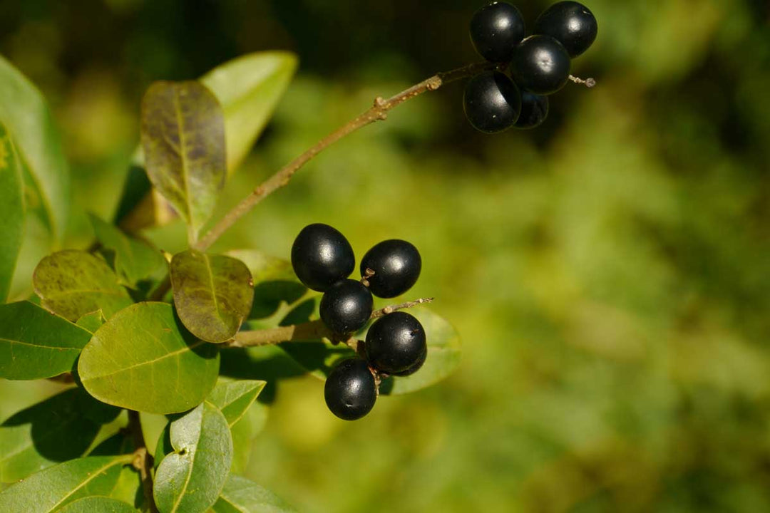Bay Laurel Seeds for Planting – Heirloom, Non-GMO Aromatic Herb Tree Seeds (Laurus nobilis) for Culinary Gardens