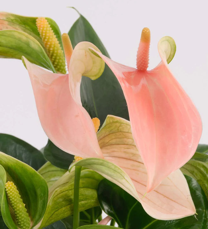 Peach Anthurium Flower Seeds for Planting – Heirloom, Non-GMO, High Germination Tropical Garden Seeds