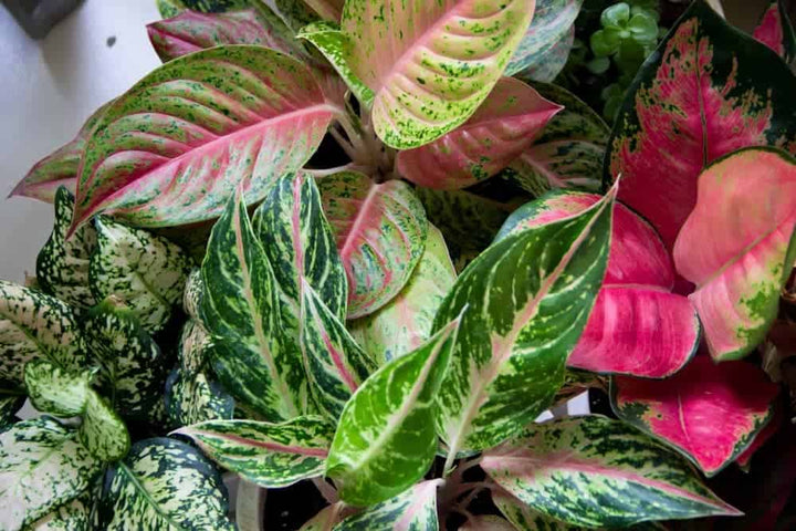 Aglaonema Green Mix Plantefrø til udplantning 100 stk