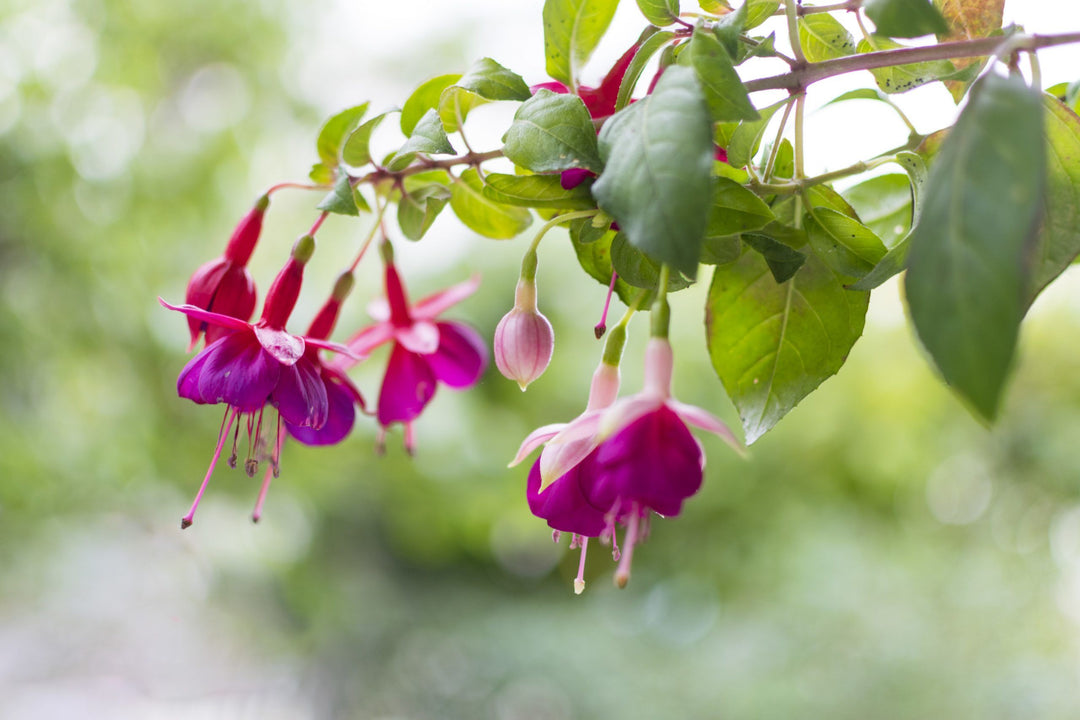 Double Petals Fuchsia Seeds for Planting Blue Pink 100 pcs